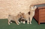 Cuccioli Shiba Inu - Foto n. 5