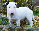 Bull Terrier Inglese Standard Cuccioli - Foto n. 3