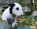 Bull Terrier Inglese Standard Cuccioli - Foto n. 4