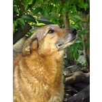 Riccardo cane Anziano, Cercasi casa per Motivi di Salute - Foto n. 3