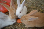 Cuccioli di Coniglio in Famiglia! Acquistane o Adottane Uno/due! - Foto n. 7
