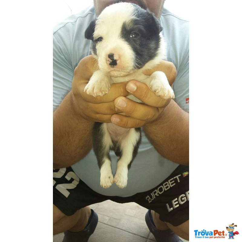 Cuccioli Border Collie blu Merle red Bianco nero Marrone - Foto n. 4