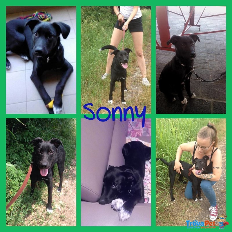 Sonny, Vivace, Simpatico Cucciolino di 7 Mesi - Foto n. 5