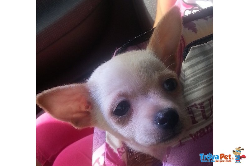 Mini toy Chihuahua Femmina - Foto n. 5