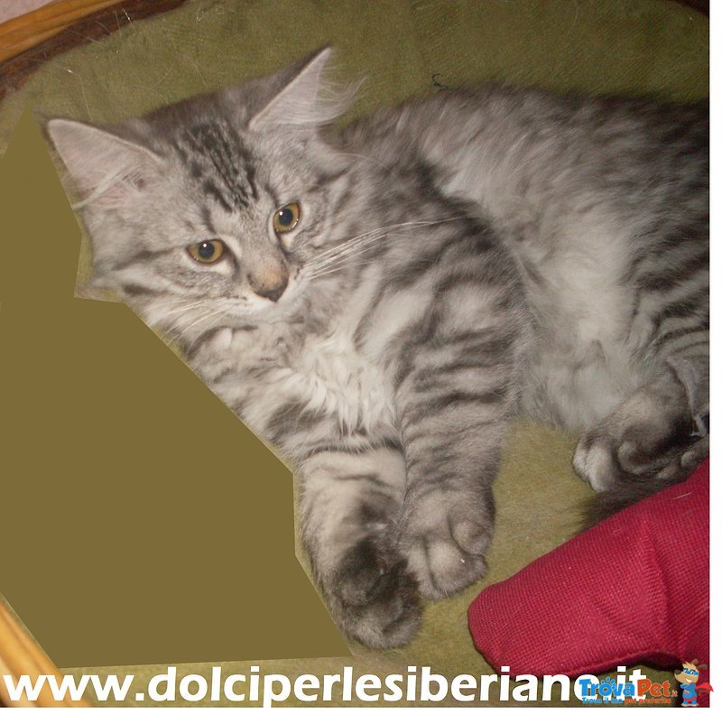 Cucciola Siberiana Silver Ipoallergenica con Pedigree - Foto n. 1