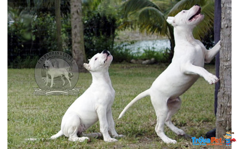 Cuccioli dogo Argentino con Vaccinazioni - Foto n. 1