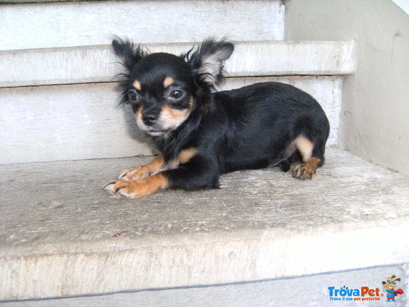 Cuccioli di Cavalier king & Chihuahua - Foto n. 7