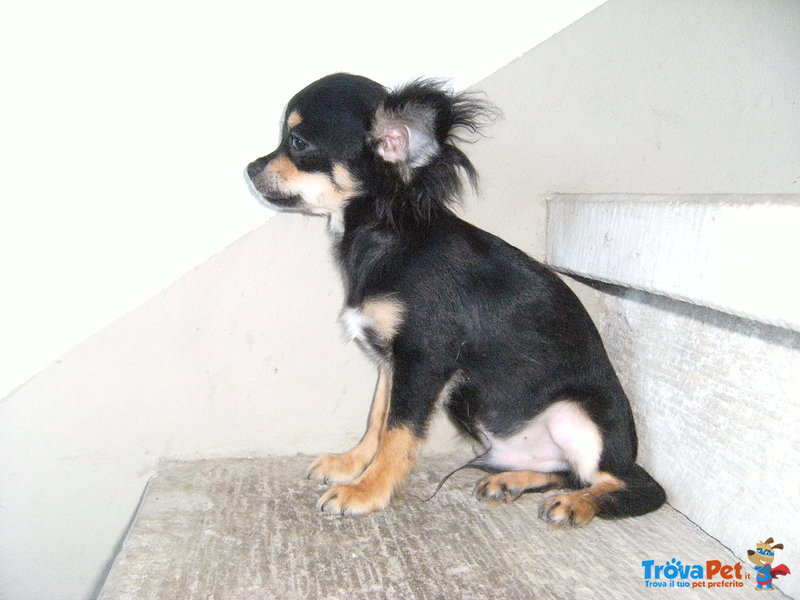 Cuccioli di Cavalier king & Chihuahua - Foto n. 8