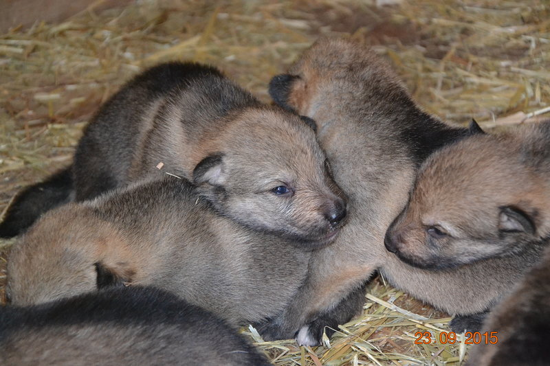 Cuccioli di cane lupo Cecoslovacco - Foto n. 6