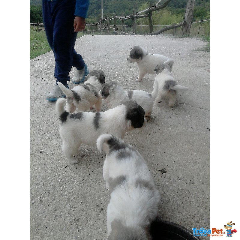 Cuccioli di Pastore Maremmano con cane dei Pirenei - Foto n. 1