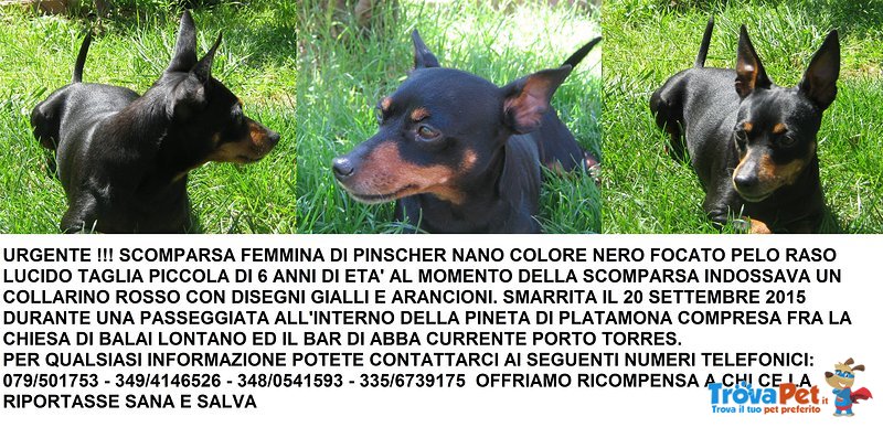Pinscher Femmina Color nero Focato - Foto n. 6