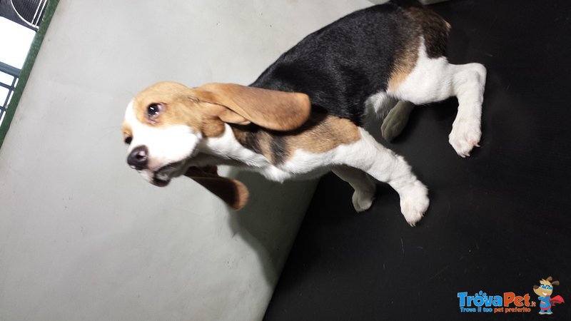 Cucciolo di Beagle - Foto n. 2