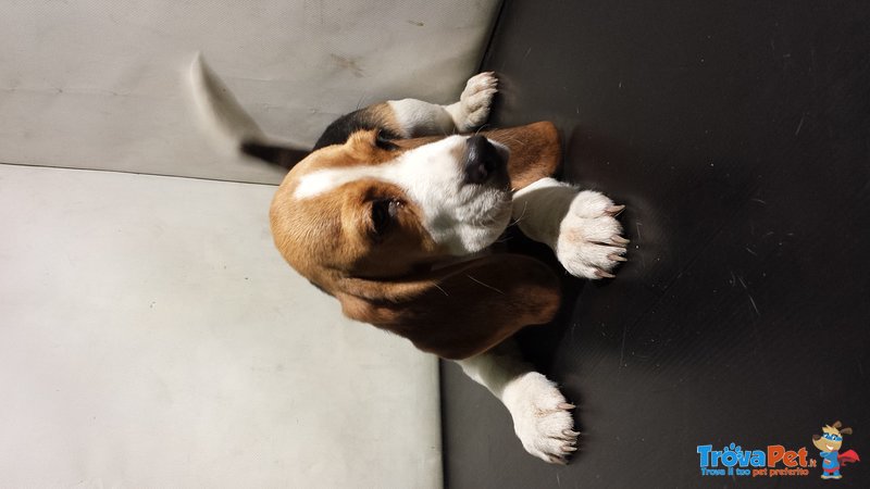 Cucciolo di Beagle - Foto n. 1