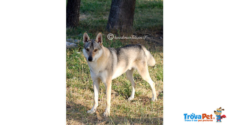 Cuccioli lupo Cecoslovacco - Foto n. 4