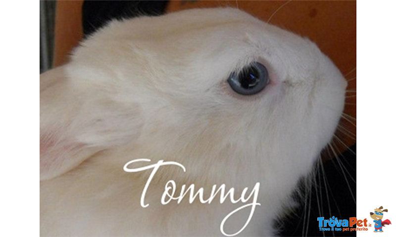 Tommy - Coniglio in Adozione - Foto n. 2