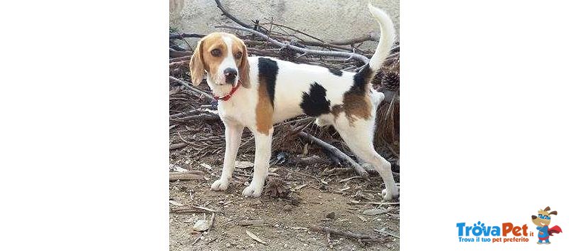 Rocco Giovanissimo Beagle in Adozione - Foto n. 1