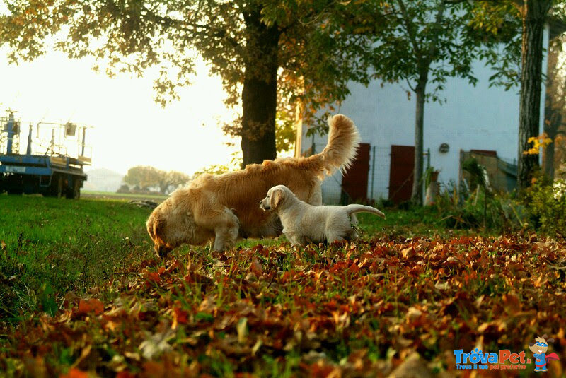 Cuccioli Golden Retriever Maschi e Femmine - Foto n. 8