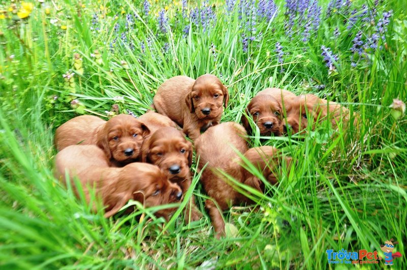 Stupendi Cuccioli di Setter Irlandese Rosso - Foto n. 3