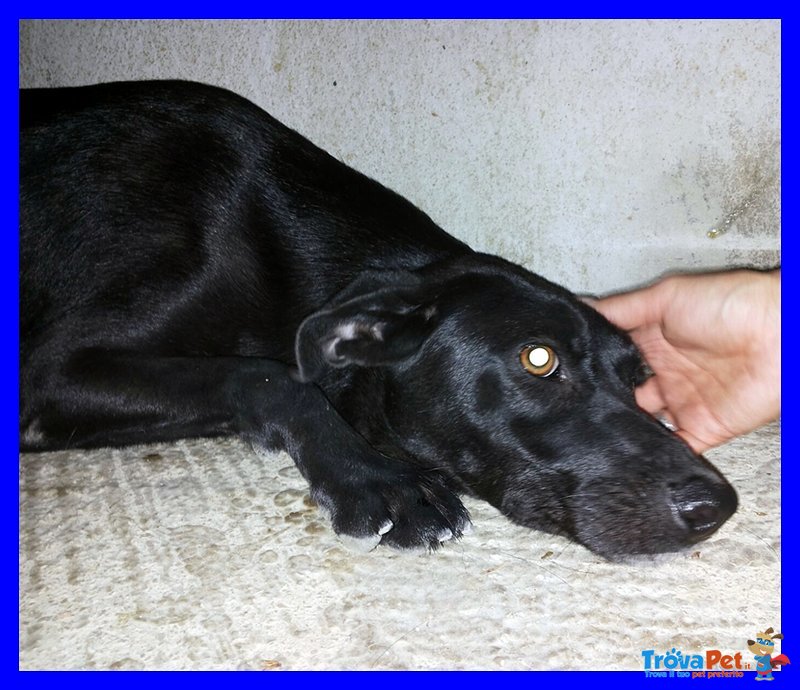 Africa mix Labradorina nera Cucciolona 1 Anno - Foto n. 2