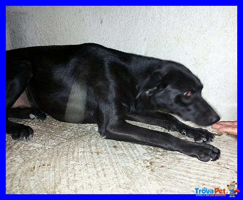 Africa mix Labradorina nera Cucciolona 1 Anno - Foto n. 3