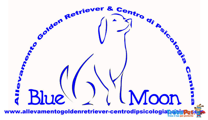 Cuccioli di Golden Retriever Disponibili - Foto n. 1