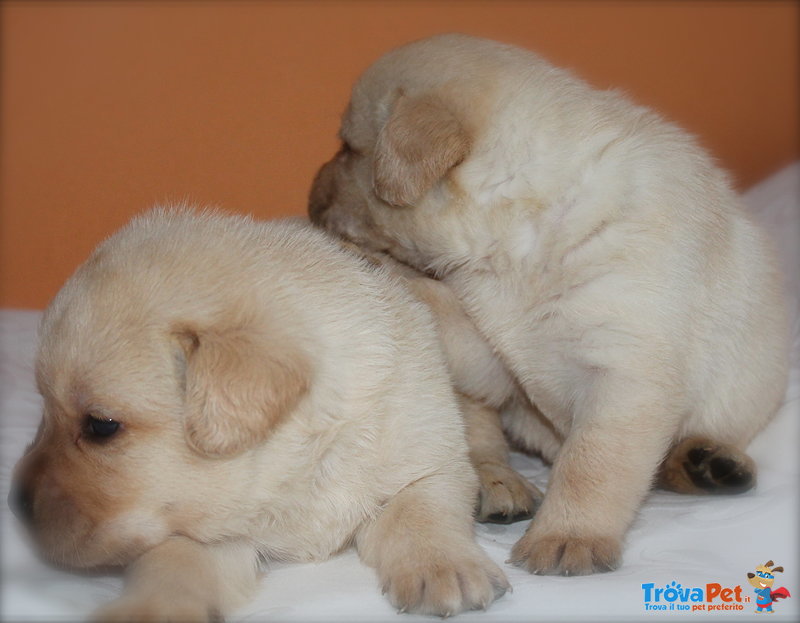 Cuccioli Labrador - Foto n. 3