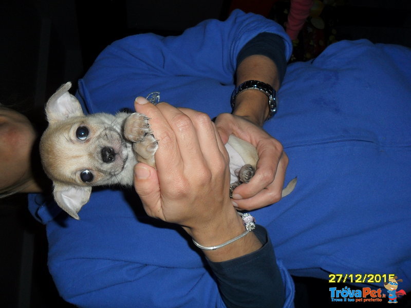 Cuccioletti di Chihuahua - Foto n. 3