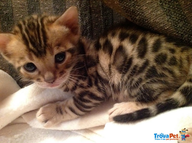 Cuccioli Di Gatto Bengala Brown Spotted In Vendita A Milano Mi