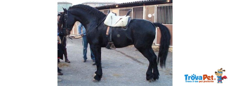 Bella Frisone Cavallo in Vendita - Foto n. 1