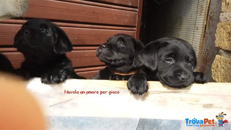 Labrador neri con Pedigree - Foto n. 1
