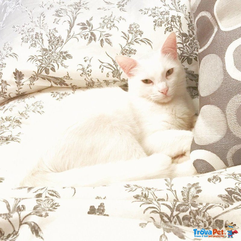 bianca gattina