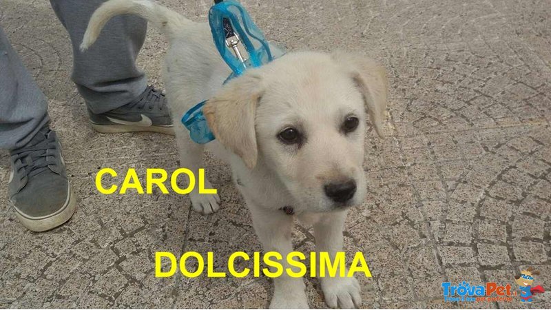 Cucciola Carol Incrocio Labrador - Foto n. 1