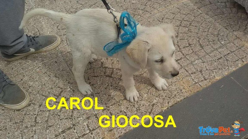 Cucciola Carol Incrocio Labrador - Foto n. 2