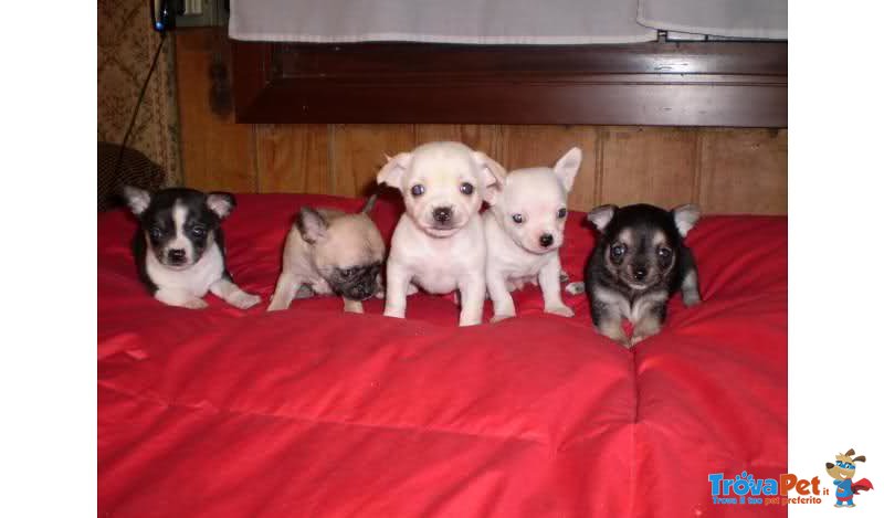 Cuccioli di Chihuahua Micro Toy - Foto n. 1