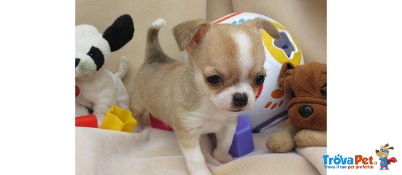 Cuccioli di Chihuahua Micro Toy - Foto n. 2