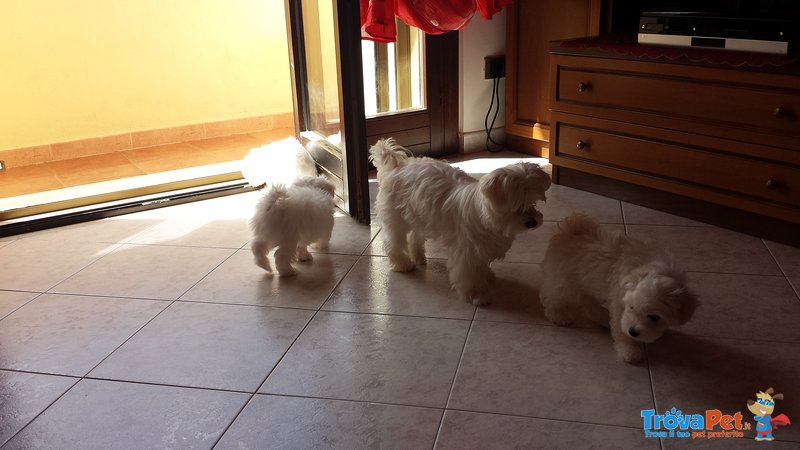 Cuccioli di Maltese. - Foto n. 6