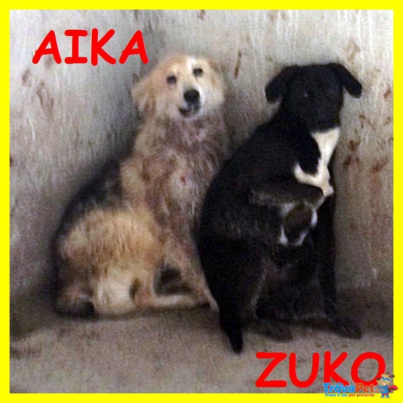 Aika e zuko Madre e Figlio Traumatizzati e Feriti Urgentissimo - Foto n. 2