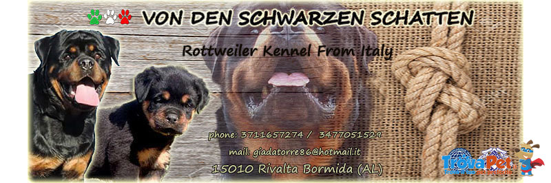 Cuccioli di Rottweiler Altamente Selezionati - Foto n. 5