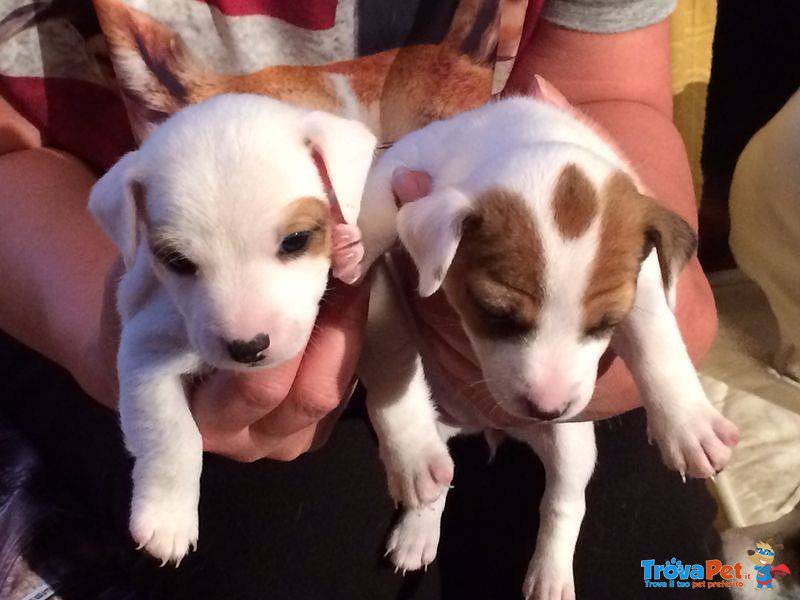 Cuccioli di jak Russel Terrier - Foto n. 2