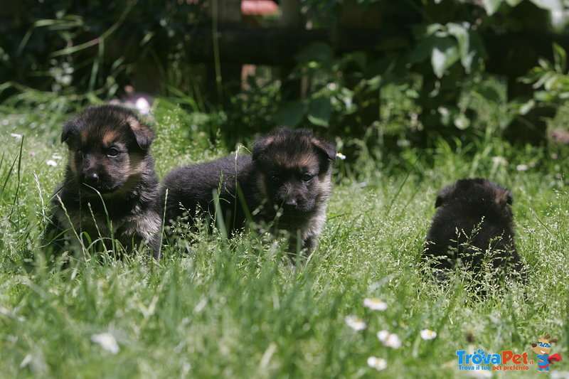 Cuccioli Felici In Vendita A Venezia Ve