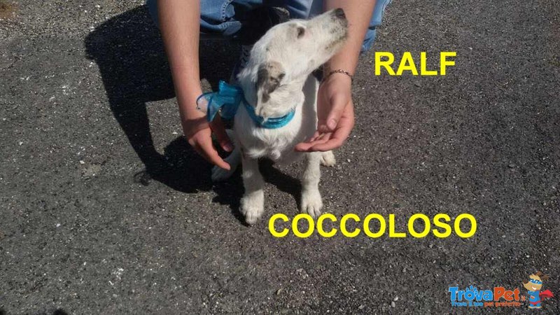 Cucciolo ralf Incrocio Border Collie jack Russel - Foto n. 1