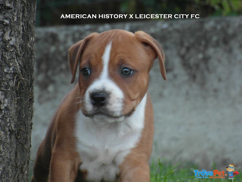 American Stafordshire Terrier Cuccioli - Foto n. 1