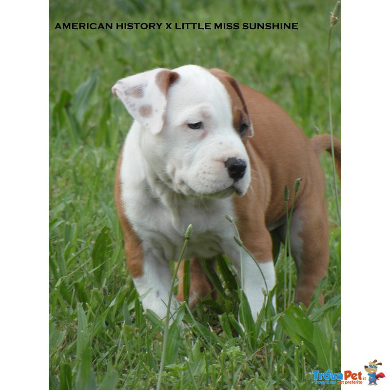 American Stafordshire Terrier Cuccioli - Foto n. 4