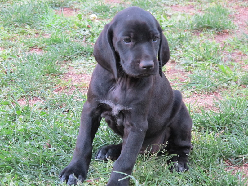 Splendidi Cuccioli di Bracco Tedesco (kurzhaar) - Foto n. 1