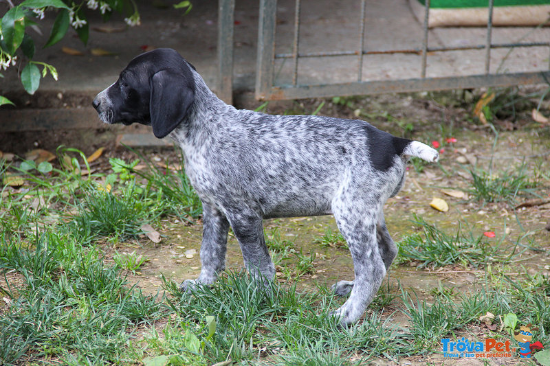 Splendidi Cuccioli di Bracco Tedesco (kurzhaar) - Foto n. 2