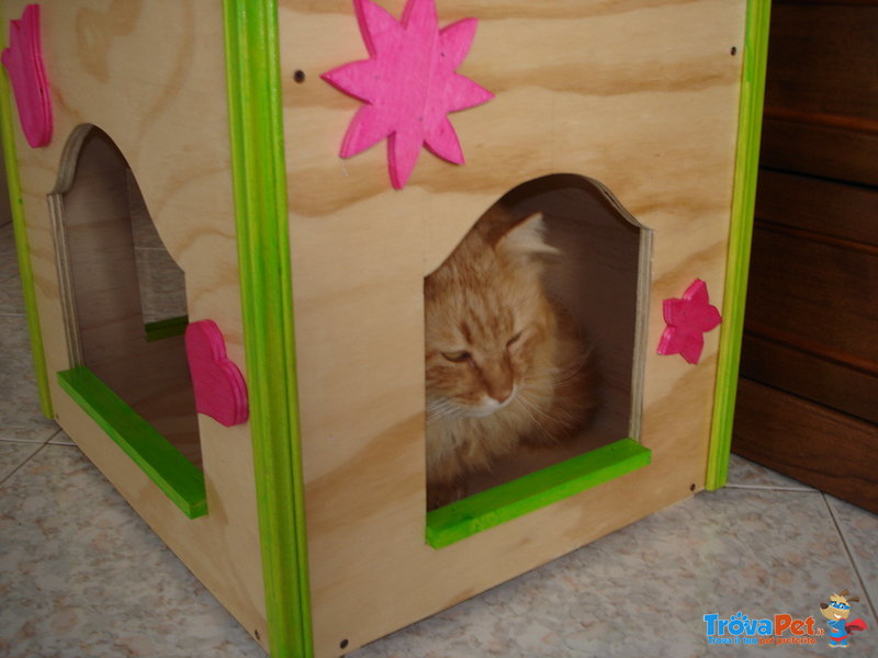 Cat box per Gatti - Foto n. 5