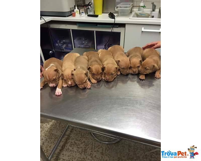 Cuccioli di Pitbull red Nose - Foto n. 3
