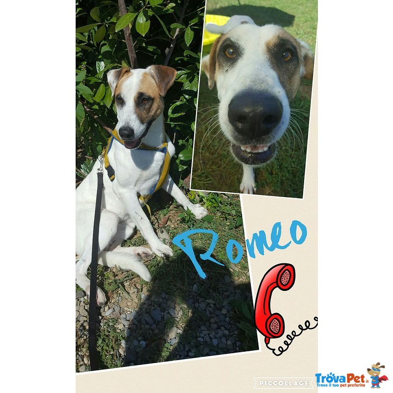 Romeo un cane dal Cuore D'oro - Foto n. 1