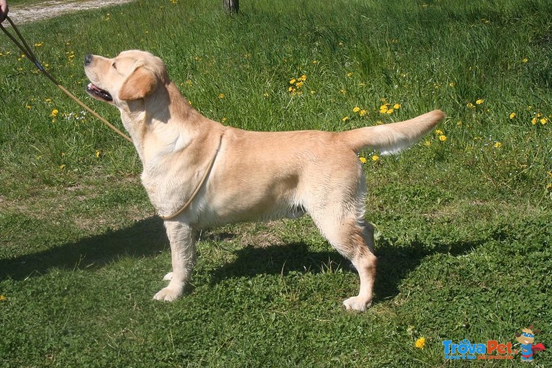 Labrador Retriever Disponibile per Accoppiamento - Foto n. 2