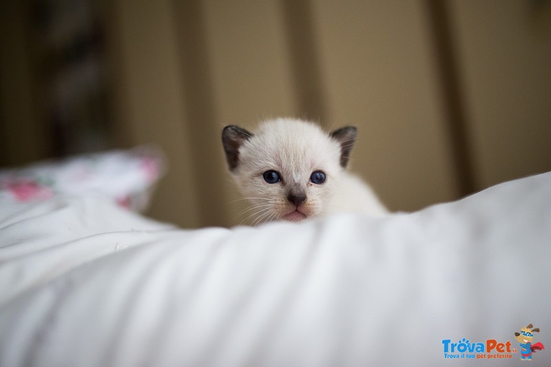 Cuccioli di Gatto thai Siamese Tradizionale - Foto n. 1